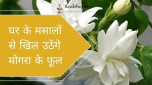 मोगरा के पौधे में अधिक फूल लाने के लिए घरेलू नुस्खे