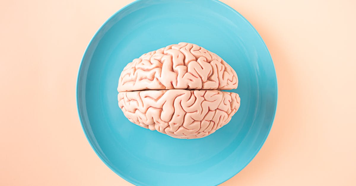 15 Shocking Human Brain Facts! A human brain model placed on a blue plate, viewed from above against a pastel background.