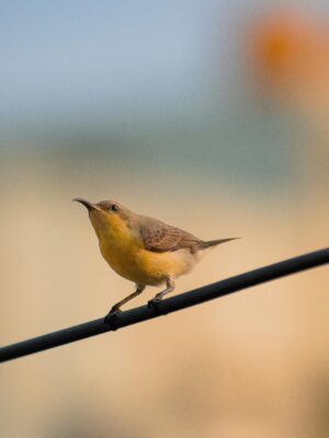 Yellow songbird perched on a wire against blurred background.