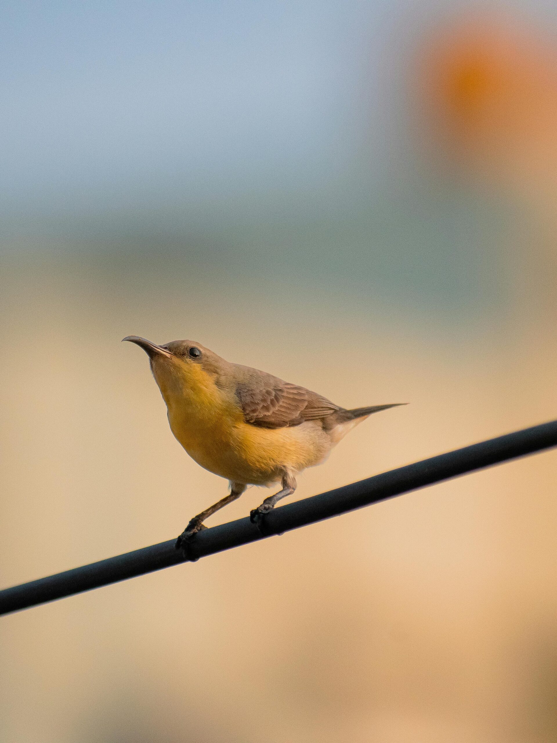 Yellow songbird perched on a wire against blurred background.