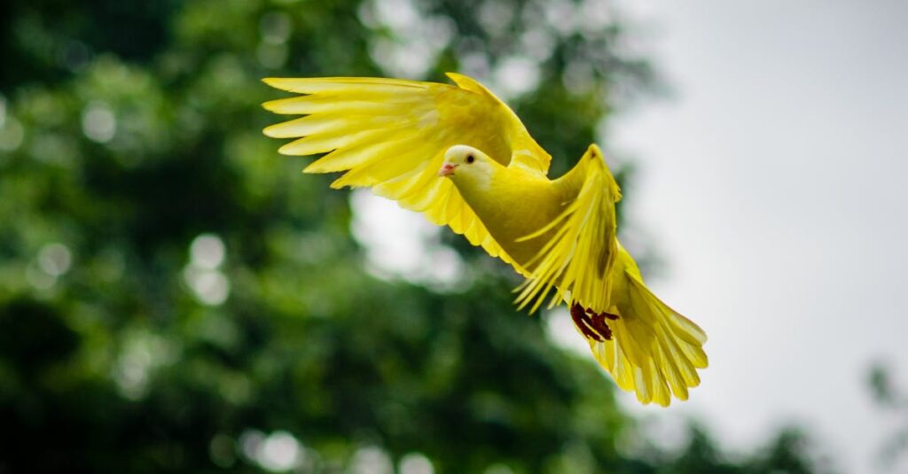 छोटी चिड़िया का बड़ा साहस: जंगल की आग और एक प्रेरणादायक कहानी A vivid yellow dove soaring with wings spread wide, captured mid-flight against a lush green background.