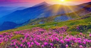 valley of flowers फूलों की घाटी राष्ट्रीय उद्यान