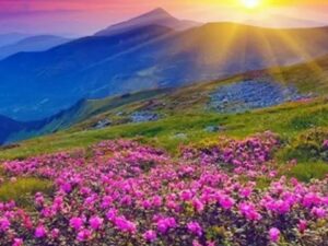 valley of flowers फूलों की घाटी राष्ट्रीय उद्यान
